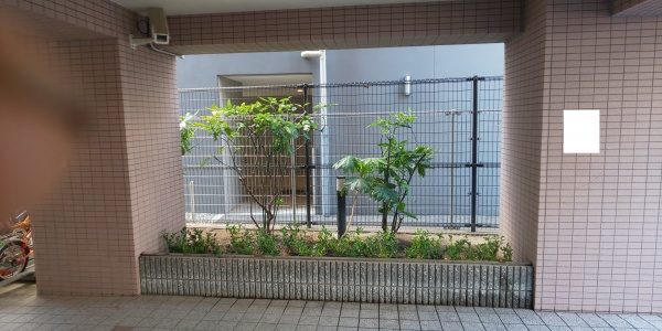 マンションの敷地にサルココッカを植栽した写真 完成版