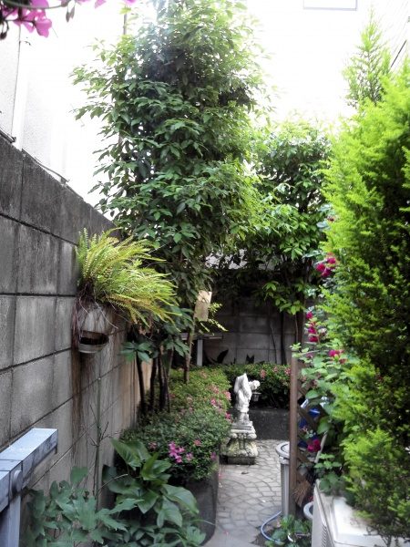 植木剪定作業前