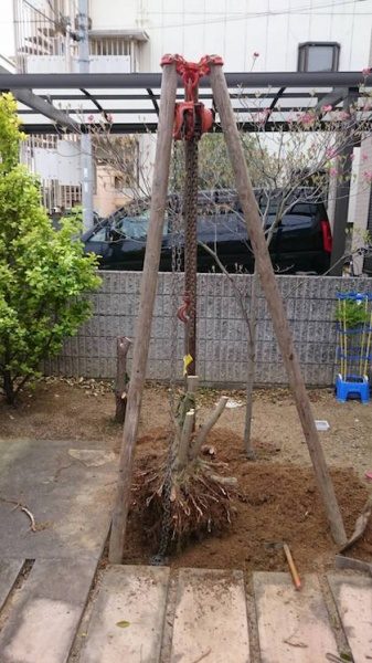 チェーンブロックで抜根