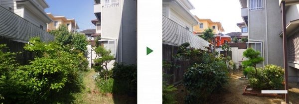 空き家の庭に生えた"カキ"や"カリン"をきれいに剪定　大阪市天王寺区