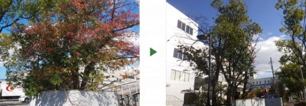桜の植木の剪定事例 ビフォーアフター