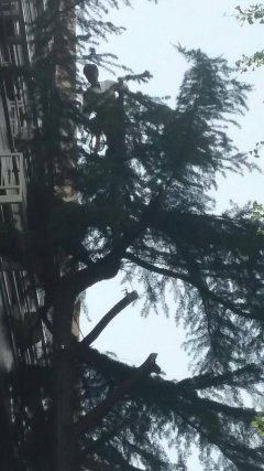 ヒマラヤスギに登って伐採