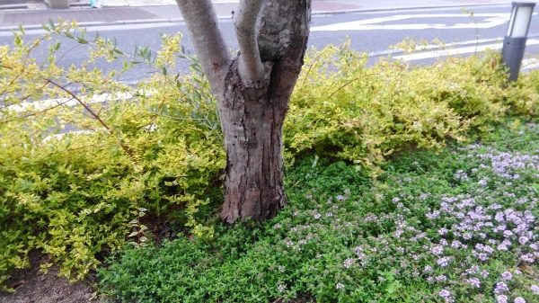 作業前(オリーブの木)