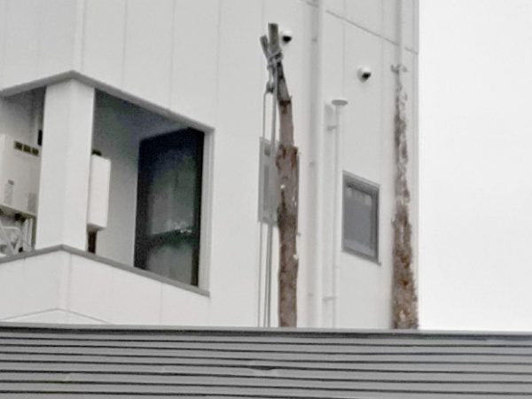 4畳半程の狭いスペースにある高さ13mのクスノキを伐採した事例│大阪市旭区K様