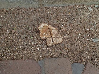 コノテガシワの切り株処理