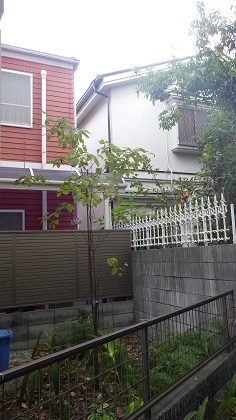 ハナミズキ作業後