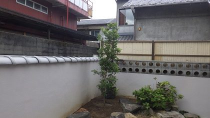 作業後のヤマモモ