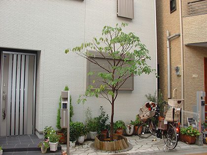 剪定後のハナミズキ