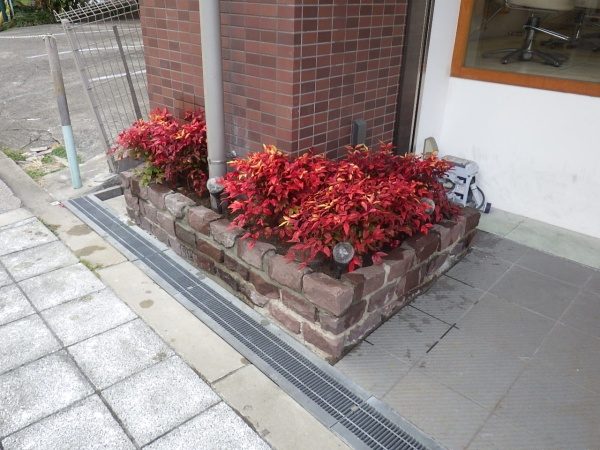 オタフクナンテン 作業前