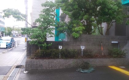 植え替え前