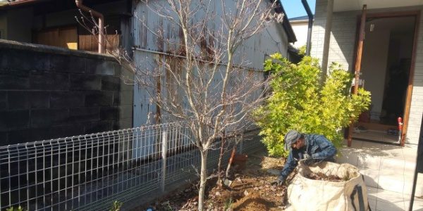 梅とハナミズキの移植　作業前