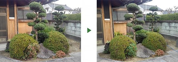 年１回のマキ剪定｜玄関横の植栽をきれいに整えたい　奈良県生駒市