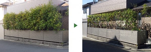 レッドロビン生垣を剪定して竹の支柱で幅調整 大阪府柏原市
