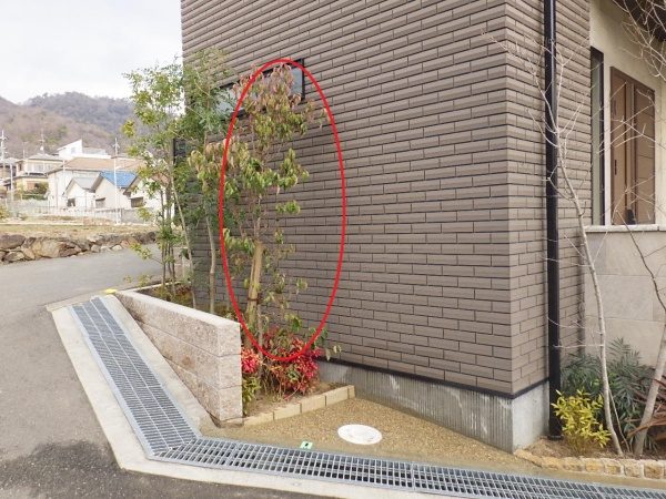撤去予定の植木