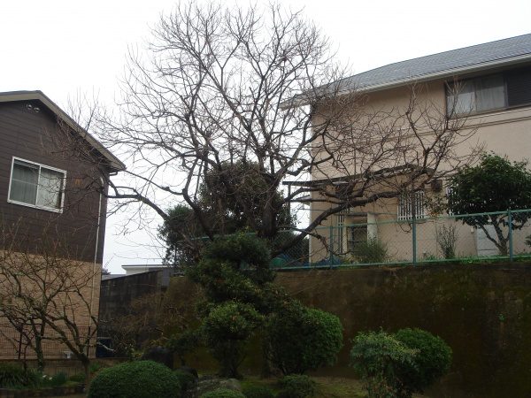 カキノキの剪定作業｜カキノキをきれいにサッパリ剪定　大阪府大阪市住吉区