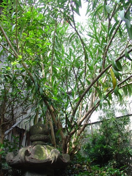伐採｜植木鉢で育ったキョウチクトウを伐採　大阪府大阪市住吉区　中庭