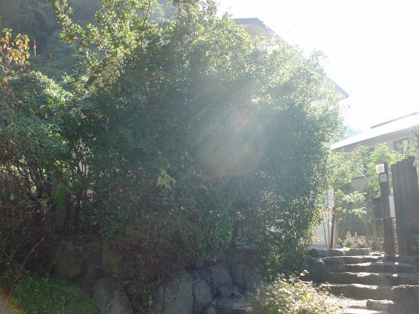 生垣強剪定｜大きくなりすぎたウバメガシの生垣を出来るだけ小さく　大阪府大阪市大正区