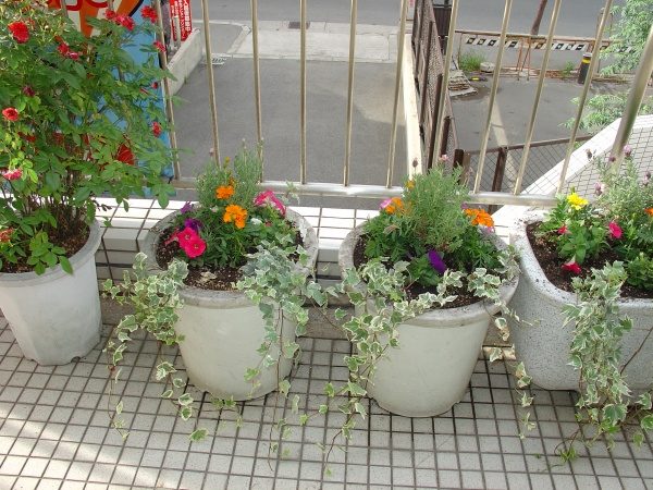 草花植栽　大阪府大阪市旭区