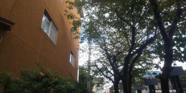 サクラの植木を選定した事例　作業前
