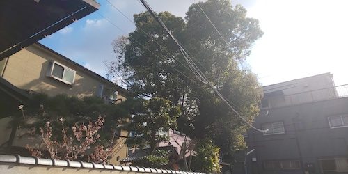 剪定前クスノキ