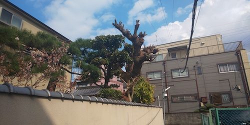 剪定後クスノキ
