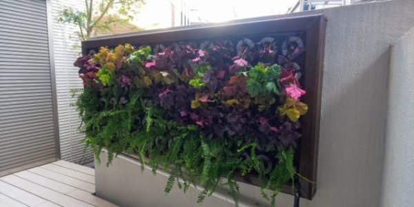 タマシダとヒューケラを植栽した事例　植栽後