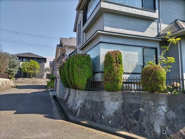 60センチ剪定したエメラルド
