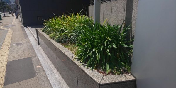会社の前の植え込み