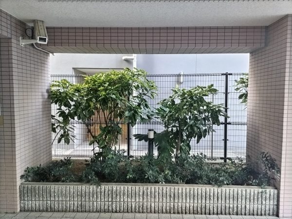 マンション玄関前のアオキを剪定した事例│大阪市大正区 Tマンション様