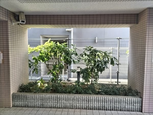 マンション玄関前のアオキを剪定した事例│大阪市大正区 Tマンション様