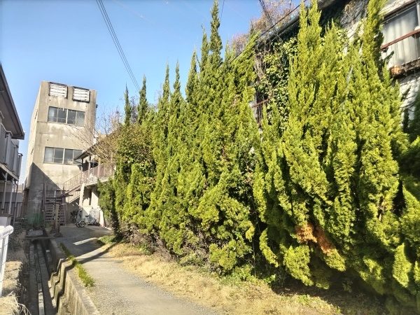 私道の道幅半分をふさぐカイズカイブキ生垣15本を伐採した事例│大阪府大東市A様