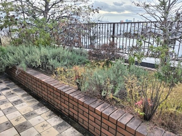 枯れてしまっていた屋上の植木に散水コントローラー・ホースを設置した事例|大阪市都島区Kマンション様(作業前)