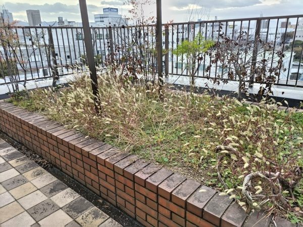 オフィス屋上にある花壇の除草・枯木撤去・下草剪定を実施した事例｜大阪市鶴見区K株式会社様（施工前）