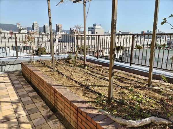 オフィス屋上にある花壇の除草・枯木撤去・下草剪定を実施した事例｜大阪市鶴見区K株式会社様（施工後）