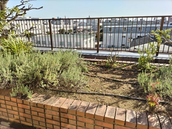 枯れてしまっていた屋上の植木に散水コントローラー・ホースを設置した事例|大阪市都島区Kマンション様(作業後)