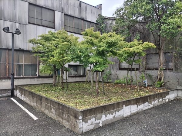 駐車場角の植栽エリアの除草作業を1人3時間で実施した事例｜大阪市都島区K様（作業後）