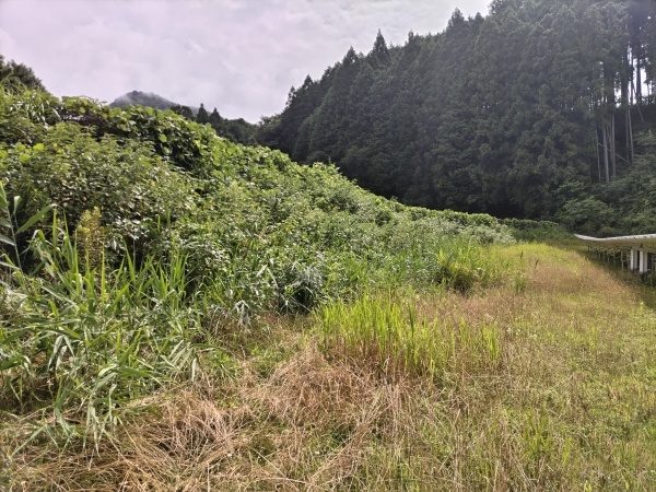 ソーラーパネルが設置されている敷地1000㎡の草刈り作業を2人1日で実施した事例|奈良県生駒市T様(作業前)