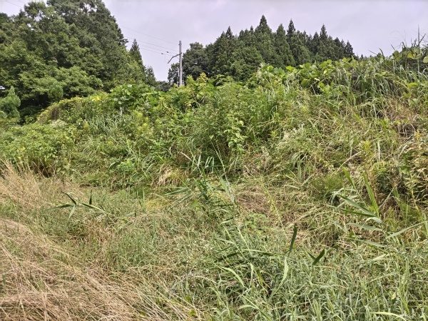 草むらの中のフェンスを傷付けないように草刈り機で草刈りをした事例|奈良県生駒市T様(作業前)