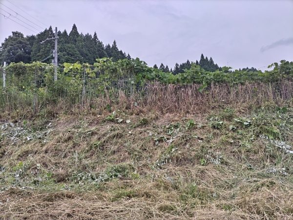 草むらの中のフェンスを傷付けないように草刈り機で草刈りをした事例|奈良県生駒市T様(作業後)