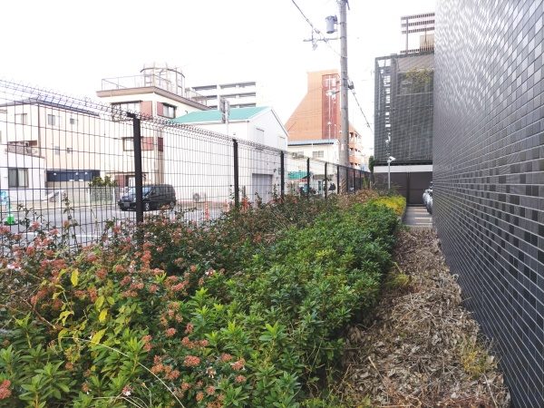 マンション植栽エリアの低木伐採(約100本)を2人1日で実施した事例|大阪市淀川区Tマンション様(作業前)