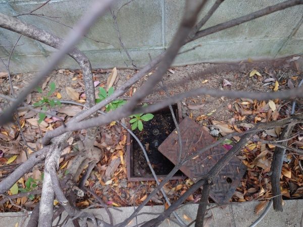 4ヵ所の散水栓に100mの散水ホースを設置した事例｜大阪府堺市北区Mマンション様（施工前）