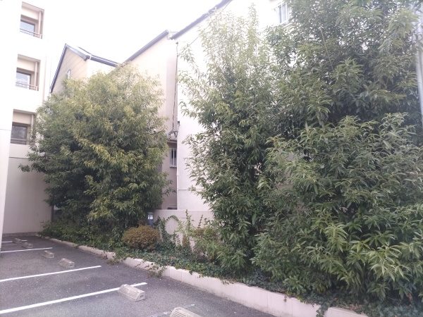 クレームが出てしまった駐車場脇の高さ4mのシラカシ5本を1人3時間で剪定した事例|大阪市鶴見区M駐車場様(作業前)