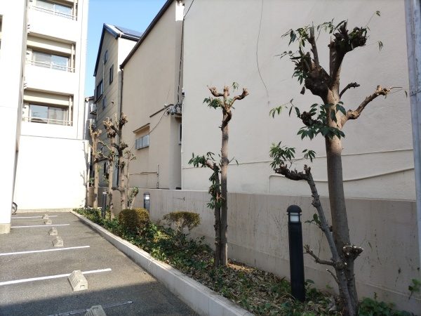 クレームが出てしまった駐車場脇の高さ4mのシラカシ5本を1人3時間で剪定した事例|大阪市鶴見区M駐車場様(作業後)