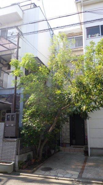 大きくなりすぎた庭木のシマトネリコ｜出入りできるように剪定　大阪府大阪市城東区