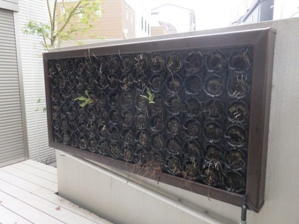 タマシダとヒューケラを植栽した事例　作業前