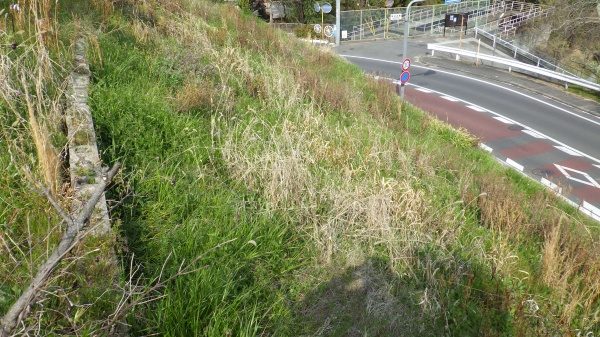 空き家の草刈り作業｜斜面もきれいに作業　大阪府堺市美原区