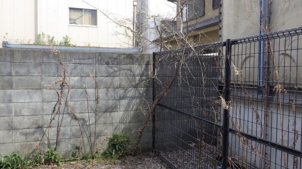 マンションの伐採作業｜フェンスに絡んだ植木を伐採　大阪府堺市堺区