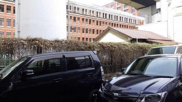 マンションのツル取り作業｜フェンスに残さずきれいに作業　大阪府堺市南区
