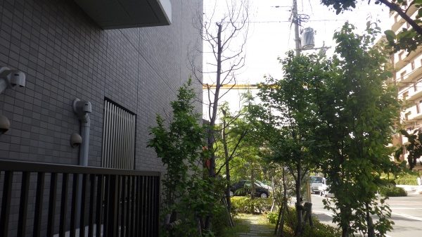 大阪植木手入れ