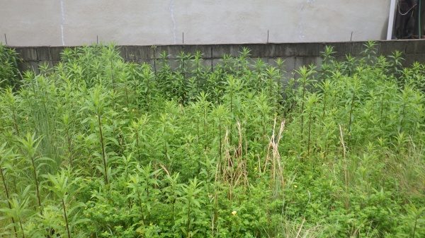 防草シート工事｜空き地の雑草対策で防草シート施工　大阪府茨木市
